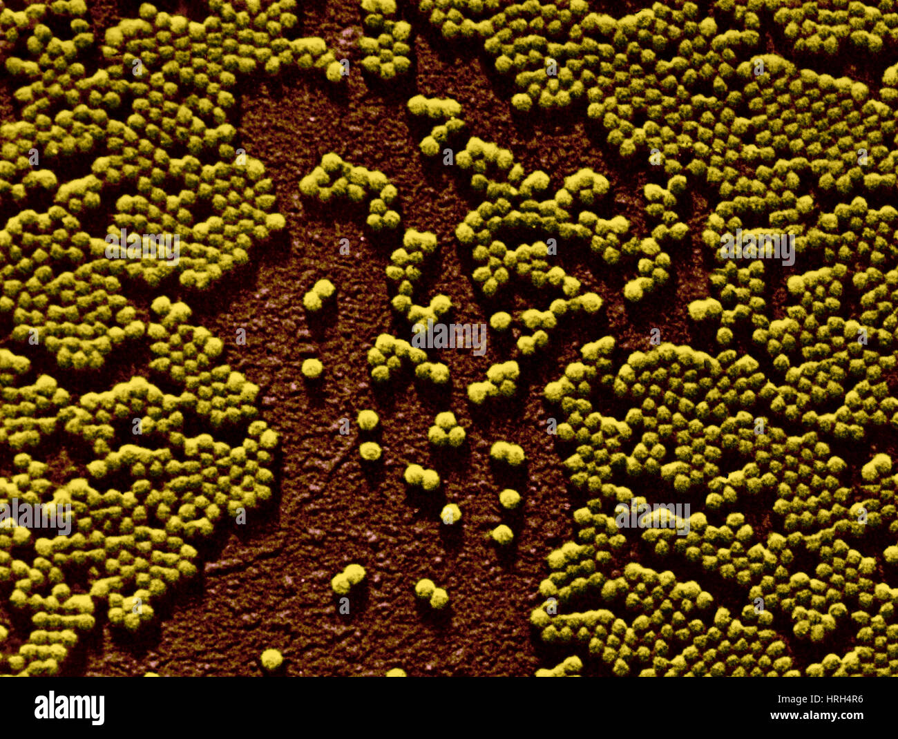 Polio-Virus, TEM Stockfoto