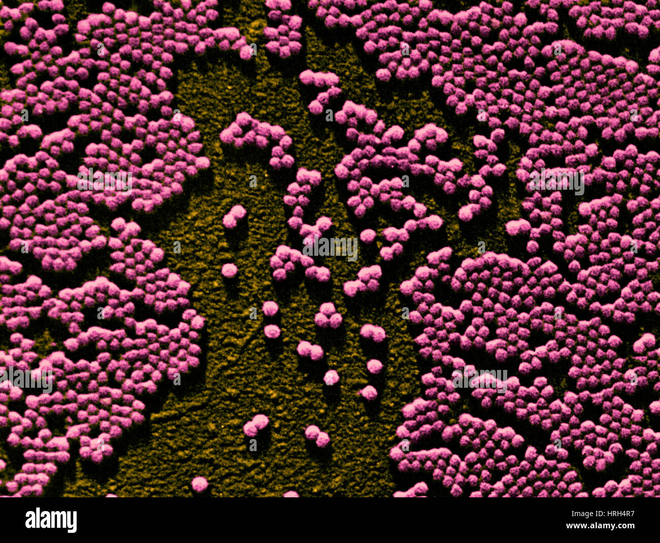 Polio-Virus, TEM Stockfoto
