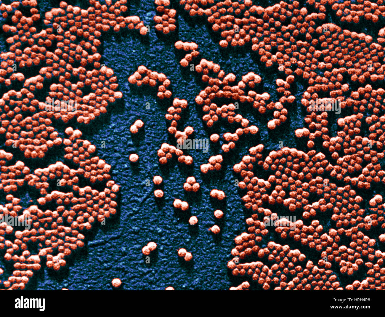 Polio-Virus, TEM Stockfoto