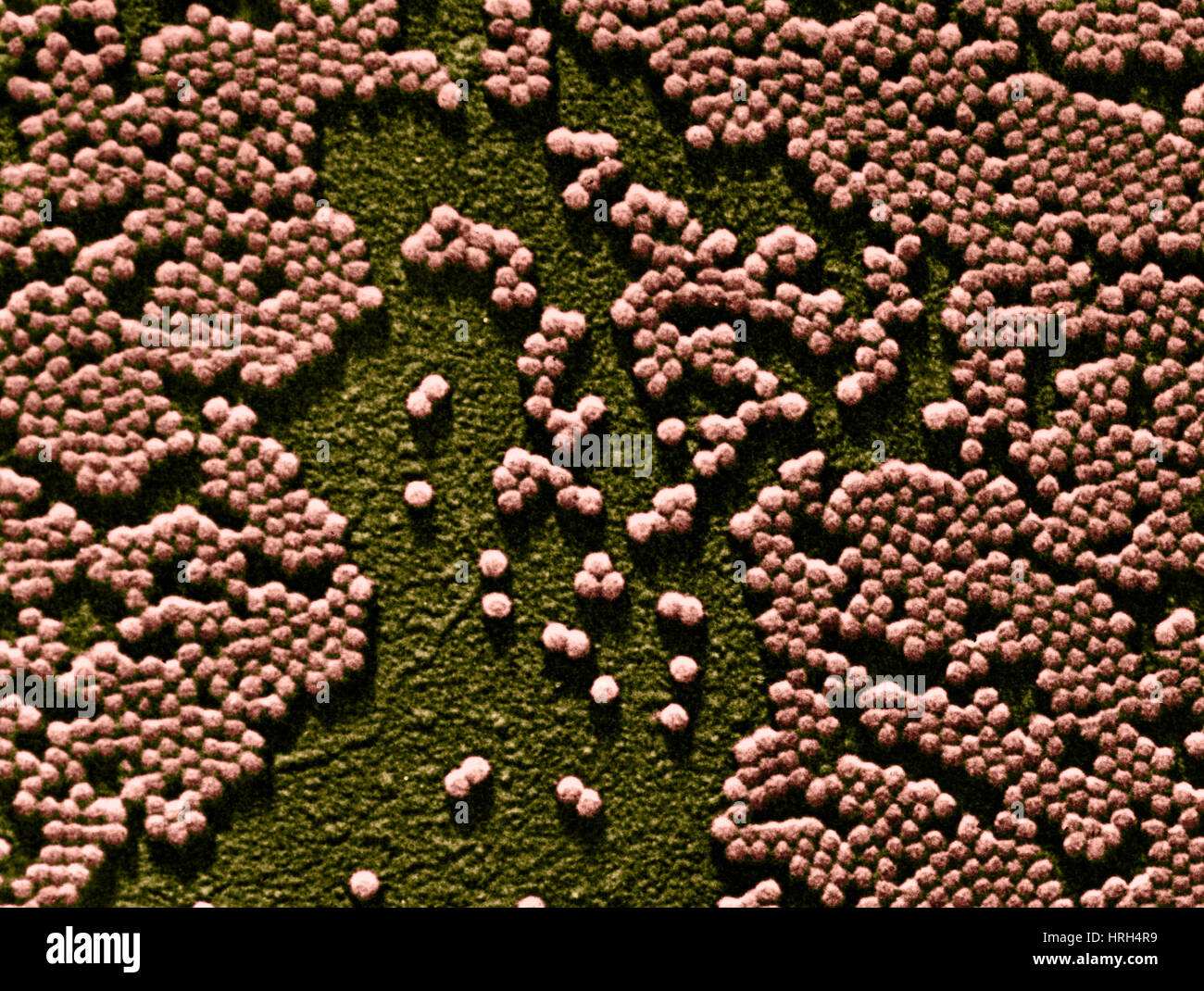 Polio-Virus, TEM Stockfoto