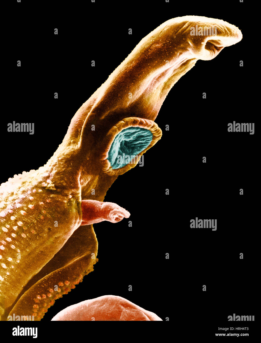 Schistosome Stockfoto