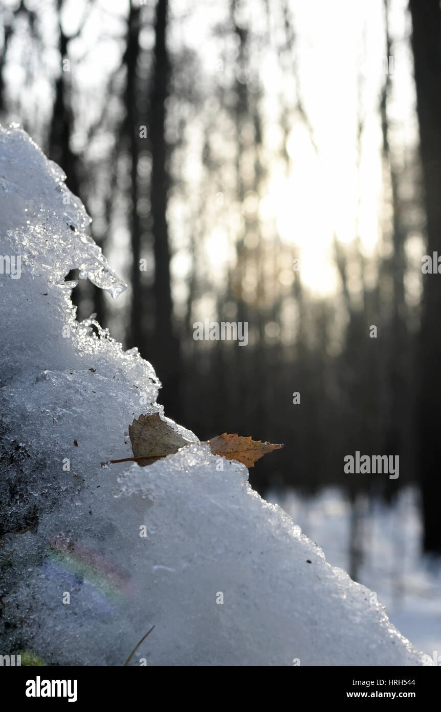 Blättern Sie im verschneiten Wald, Vorfrühling Stockfoto