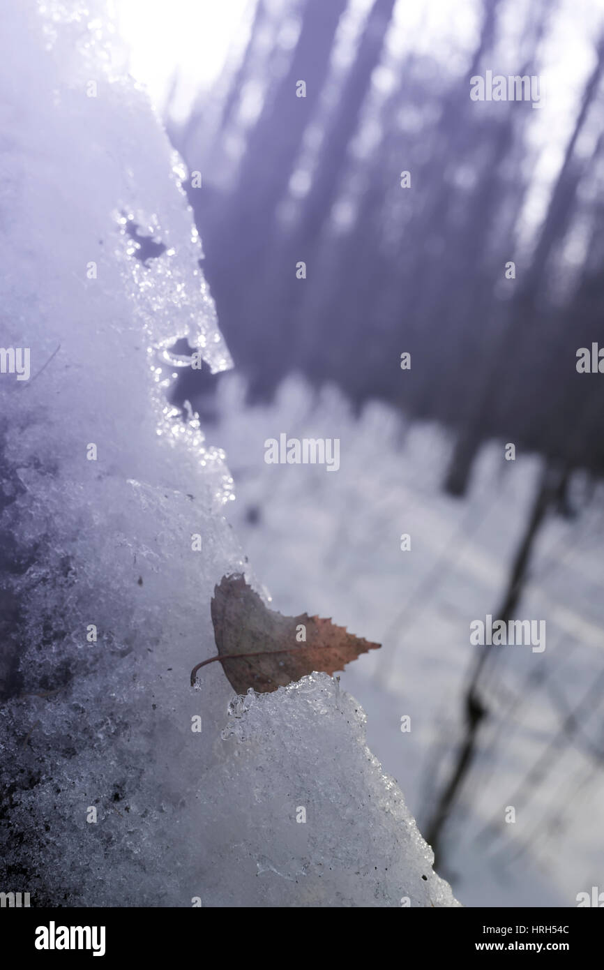 Blättern Sie im verschneiten Wald, Vorfrühling Stockfoto