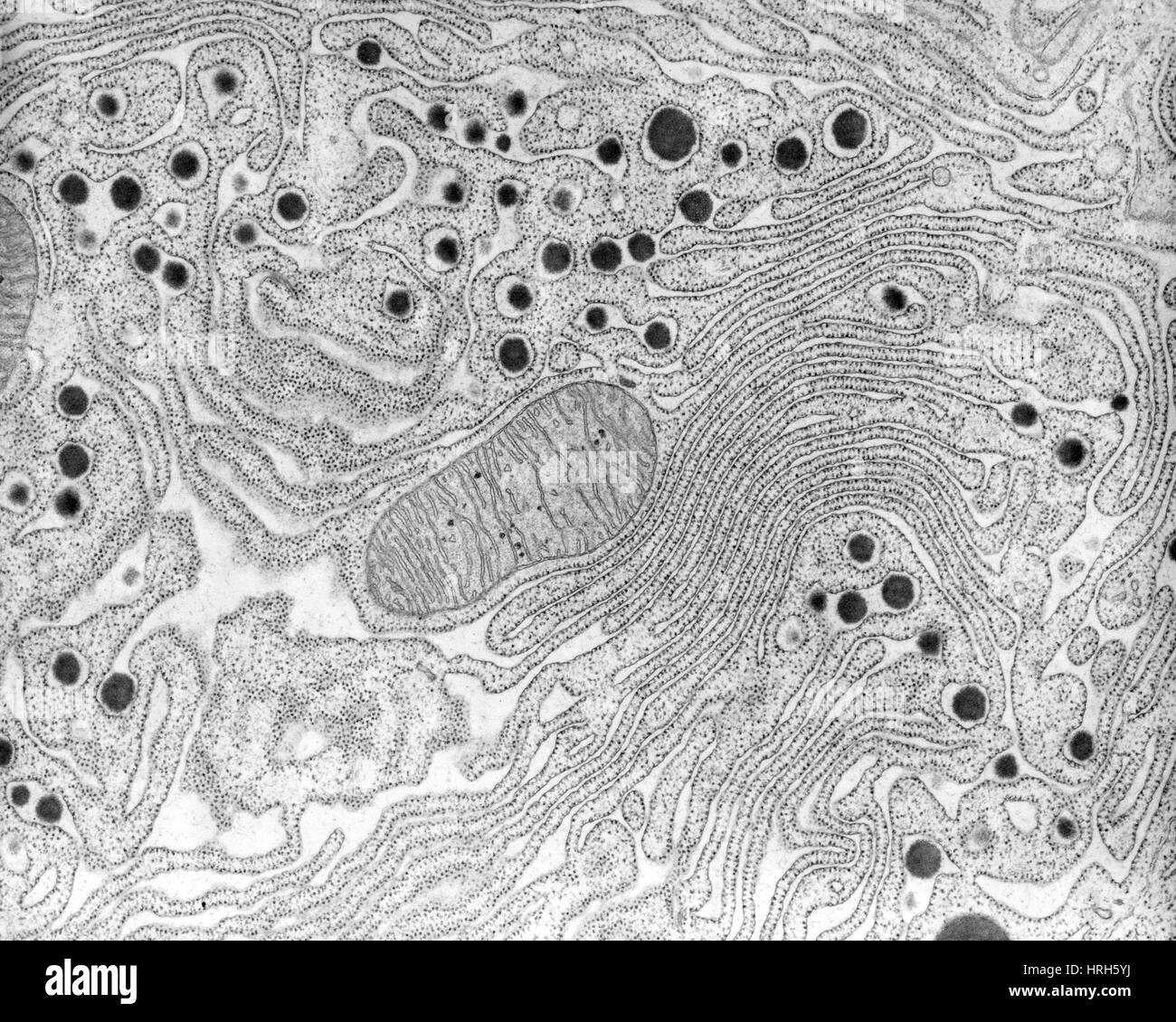 Endoplasmatische Retikulum Stockfoto