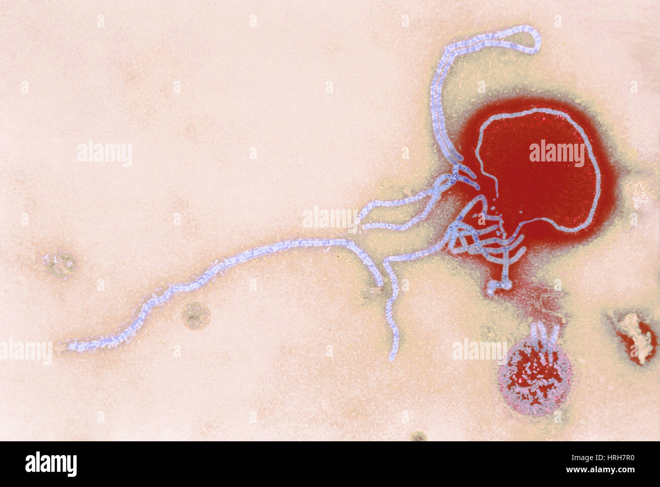 Parainfluenza-Virus, TEM Stockfoto