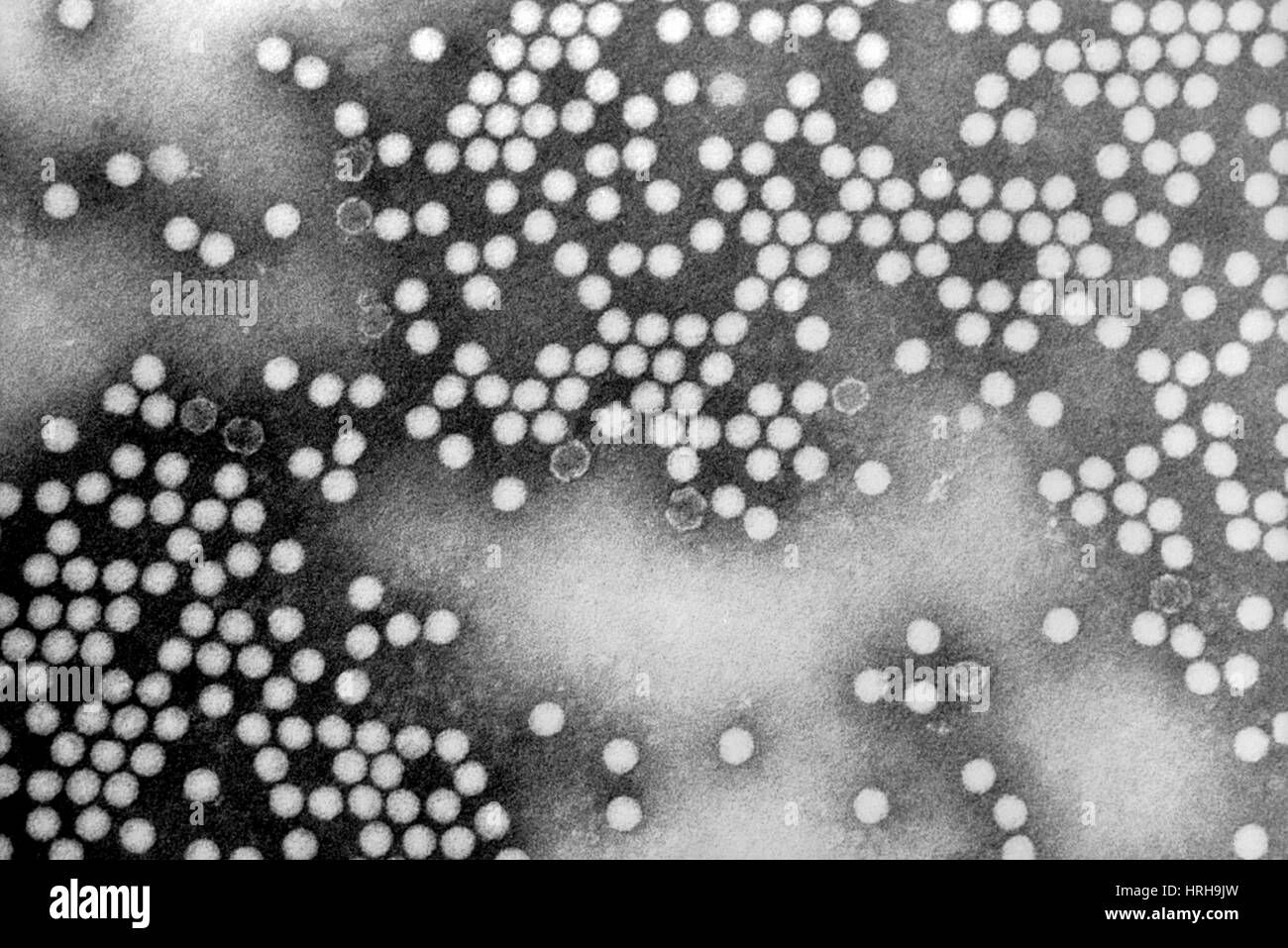 Polioviren, TEM Stockfoto