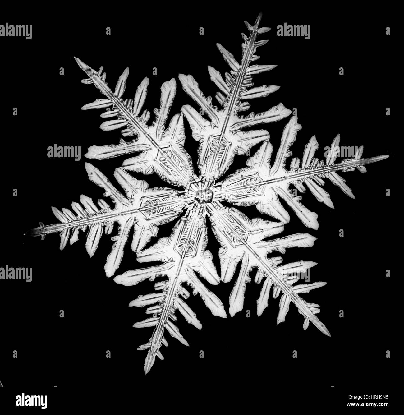 Schneeflocke Stockfoto