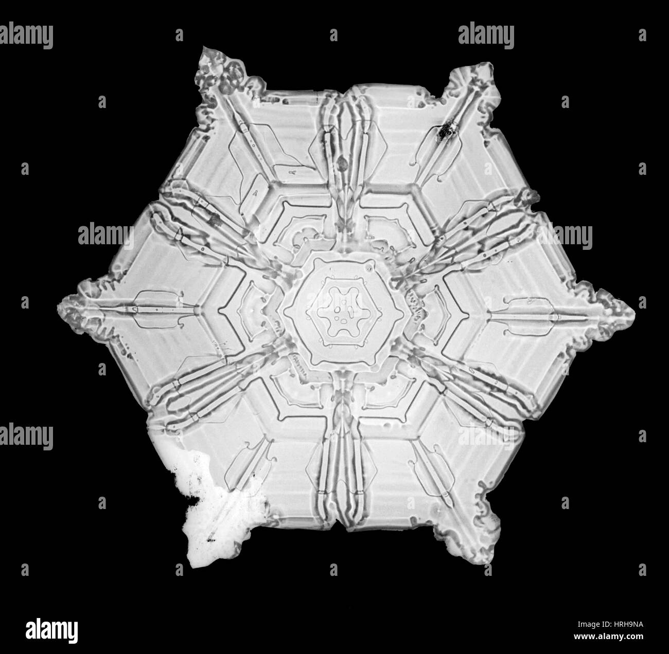 Schneeflocke Stockfoto