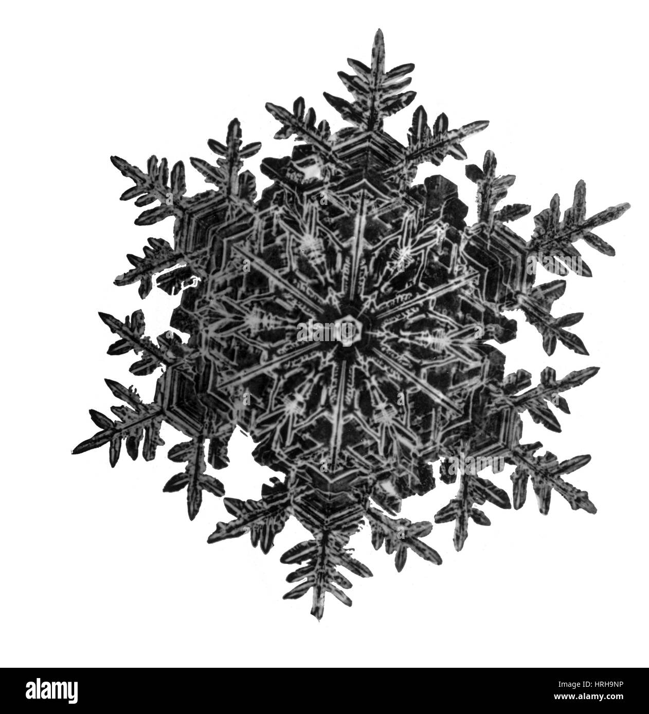 Schneeflocke Stockfoto