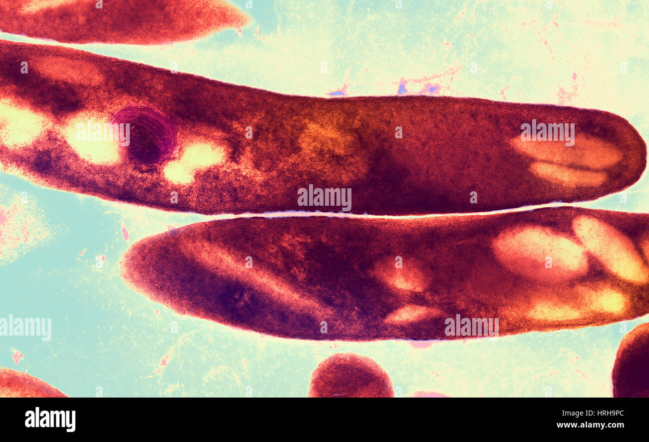 Tuberkulose-Bakterien Stockfoto