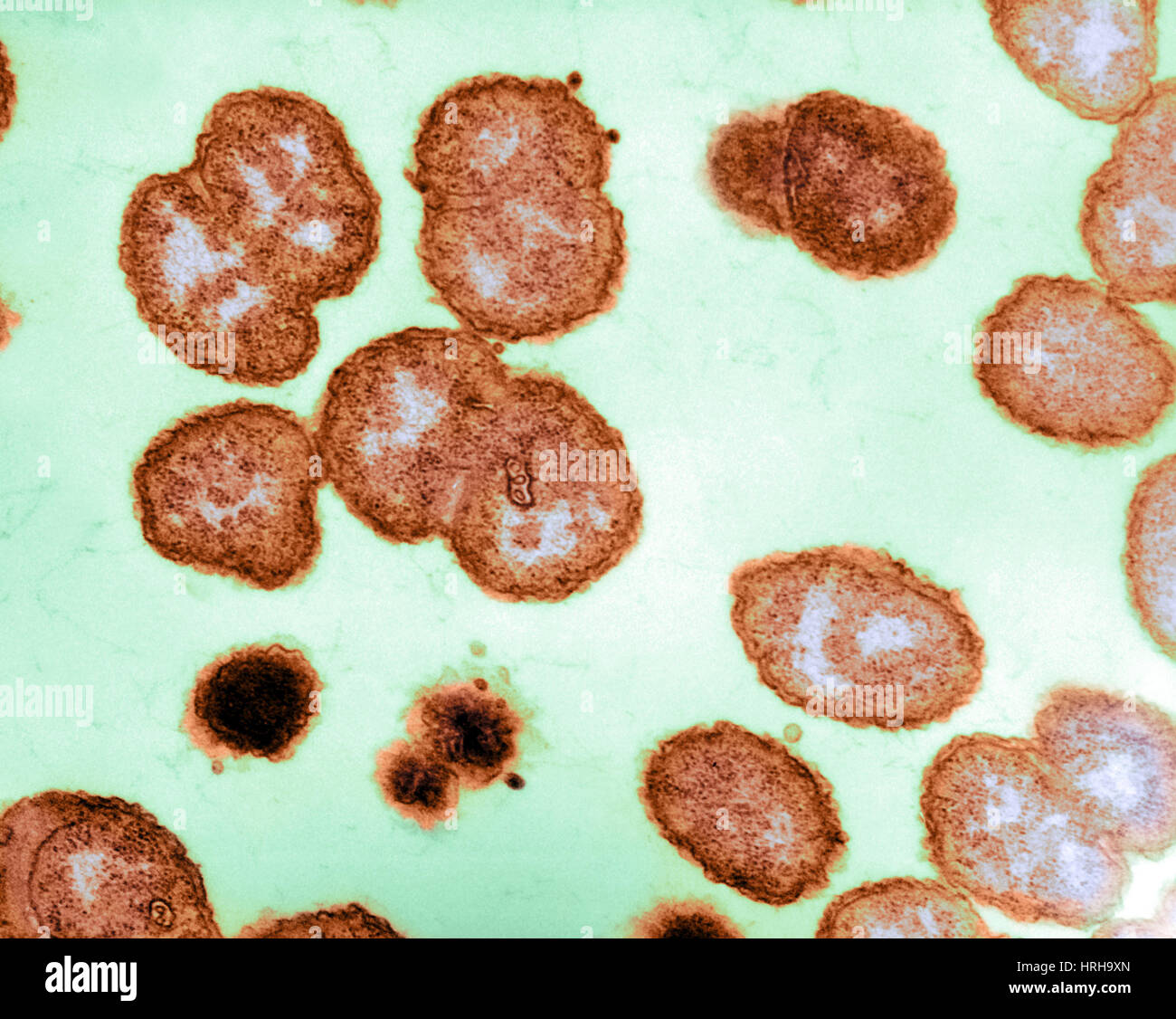 Neisseria gonorrhoeae Stockfoto