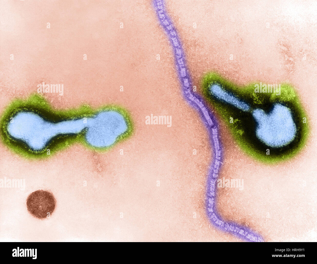 Parainfluenza-Virus, TEM Stockfoto