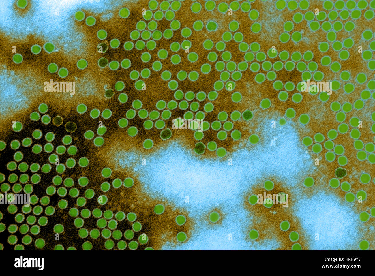 Polioviren, TEM Stockfoto