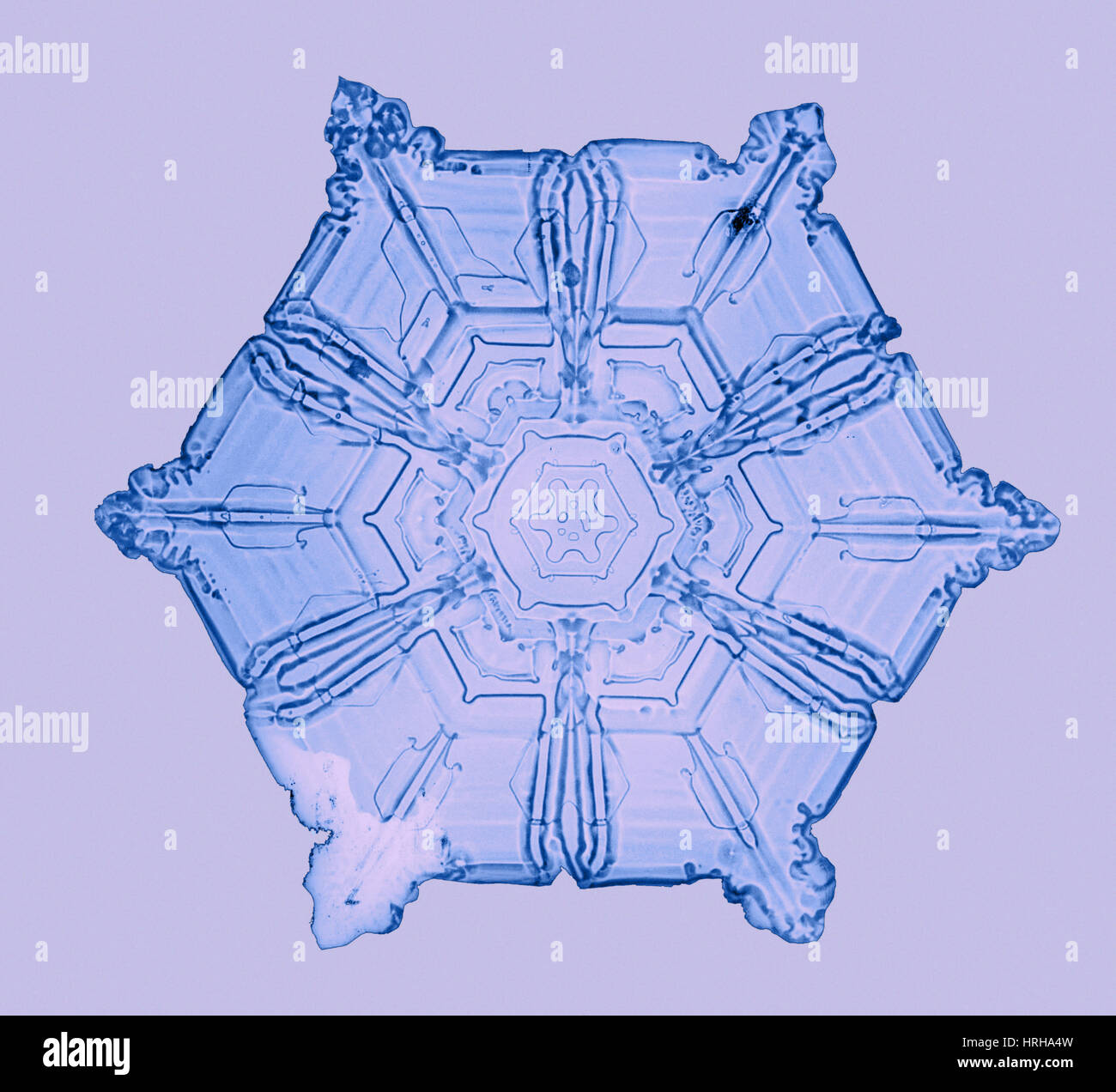 Schneeflocke Stockfoto