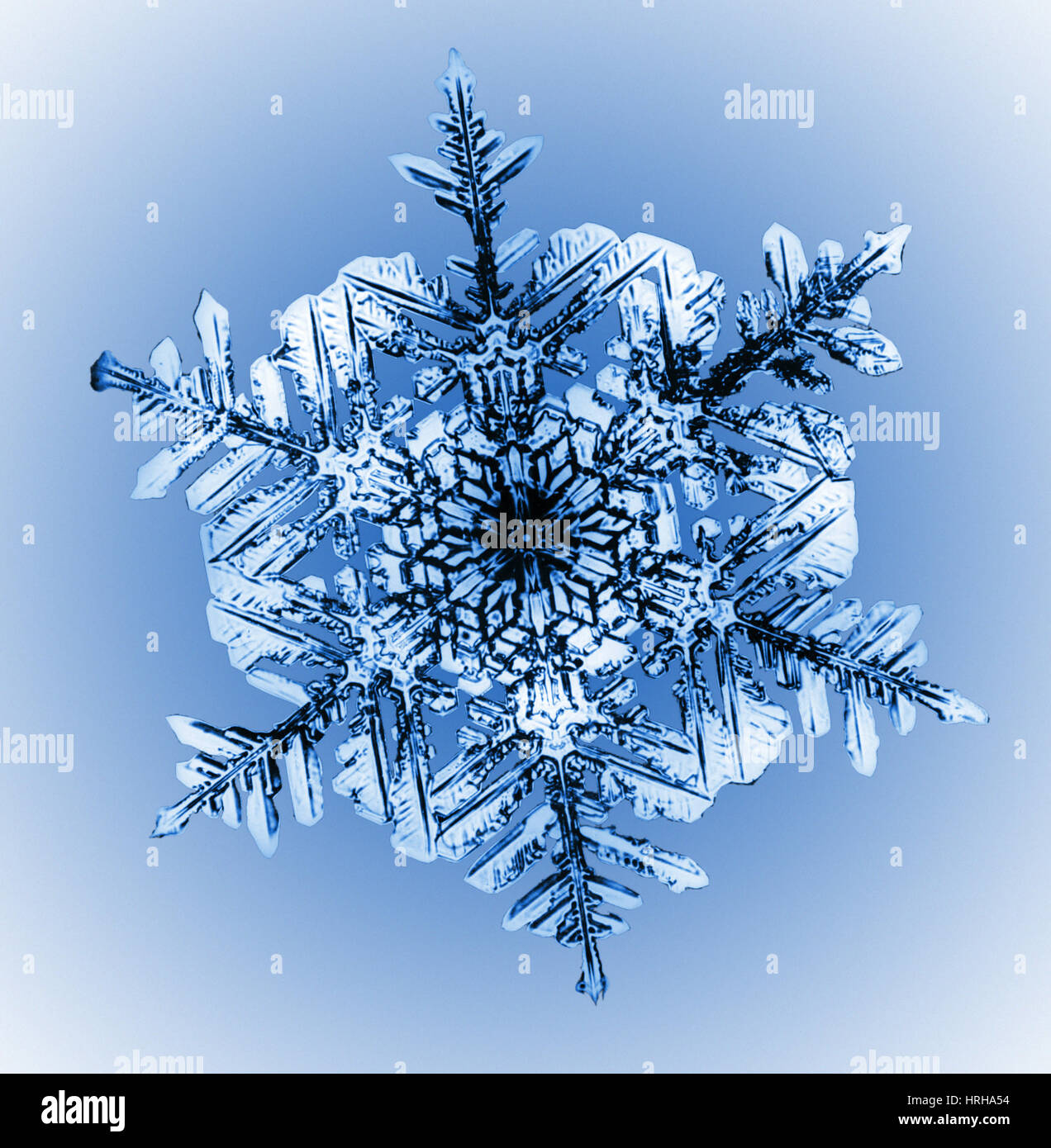 Schneeflocke Stockfoto