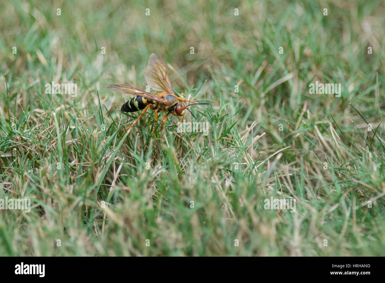 Cicada Killer Stockfoto