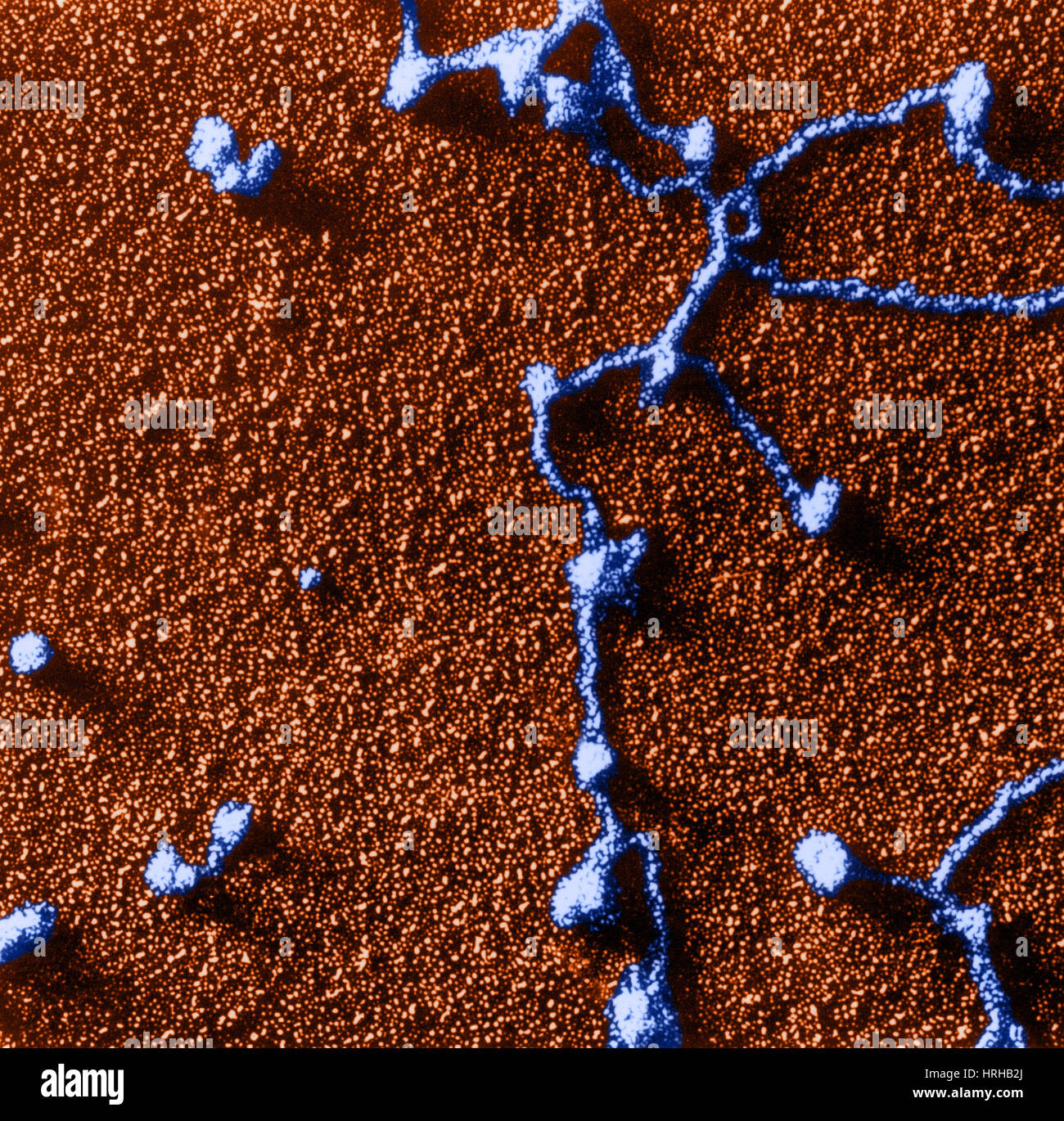 TEM von RNA befestigt zu DNA Stockfoto