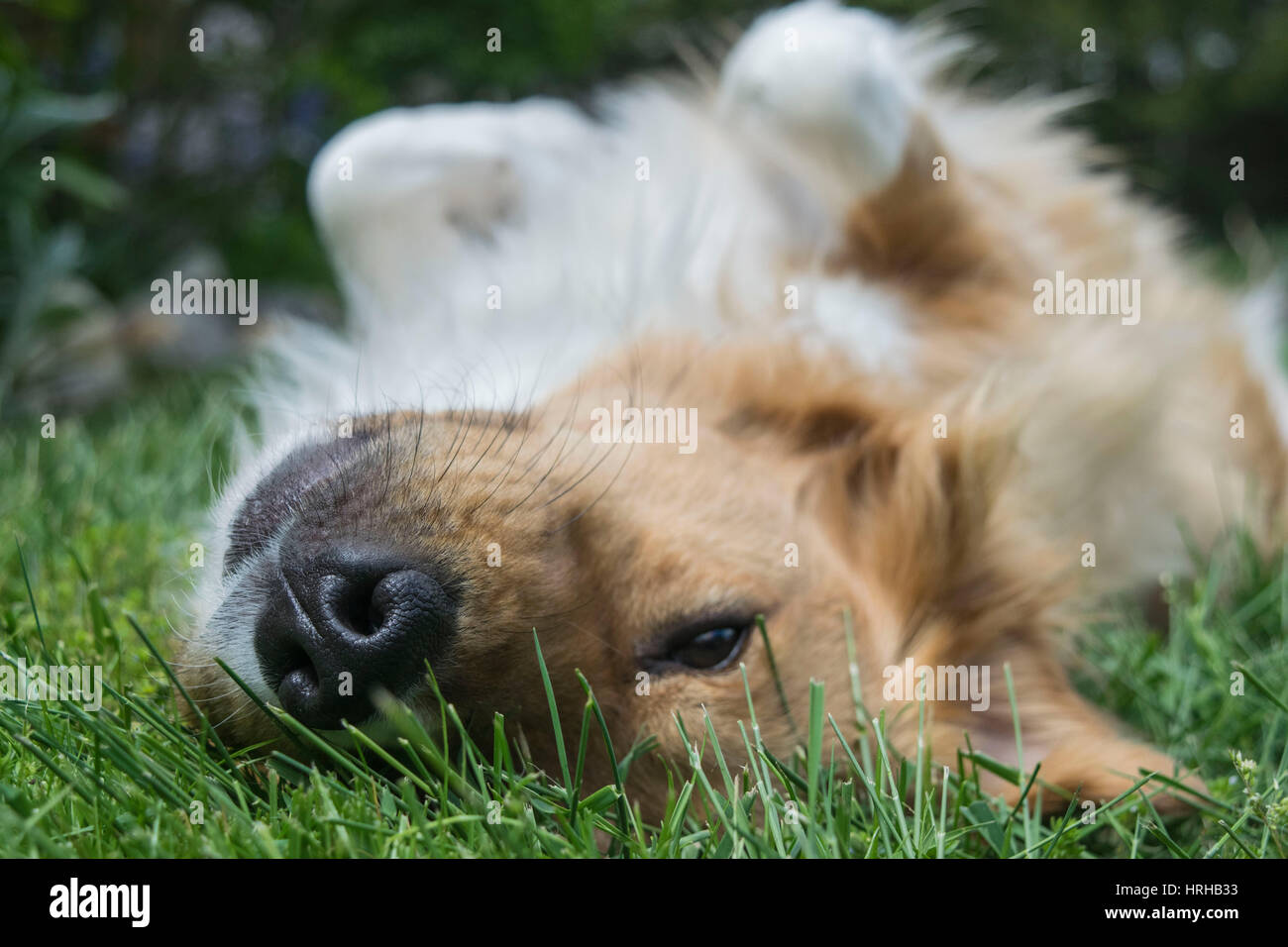 Oakley Fichter Stockfoto