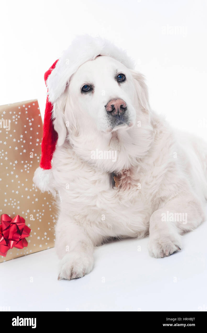 Hund Mit Weihnachtsmuetze - Hund mit Weihnachten Kappe Stockfoto