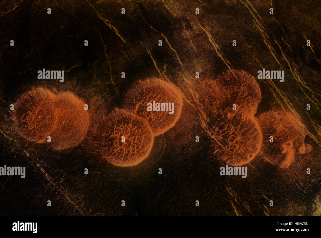 Venus, Alpha Regio, Vulkan Kuppeln Stockfoto