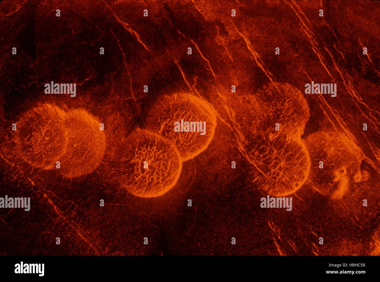 Venus, Alpha Regio, Vulkan Kuppeln Stockfoto