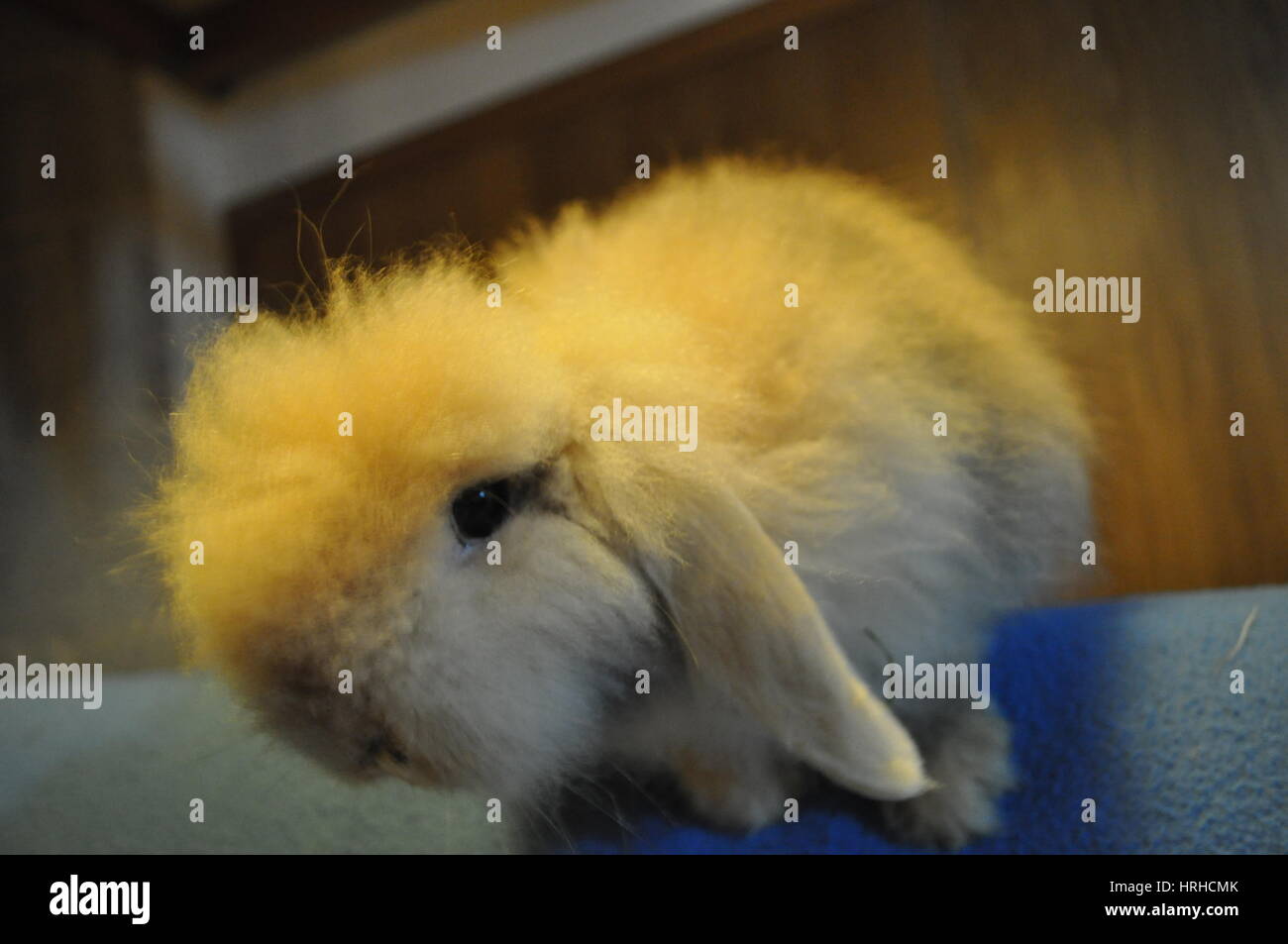 Belier kaninchen -Fotos und -Bildmaterial in hoher Auflösung – Alamy