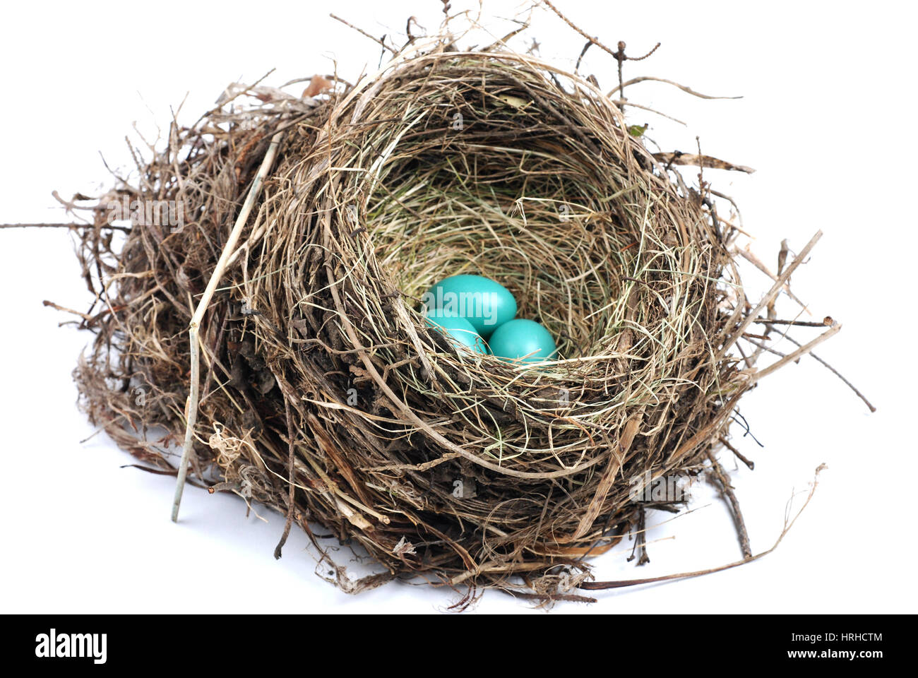 Amerikanischer Robin Nest Stockfoto