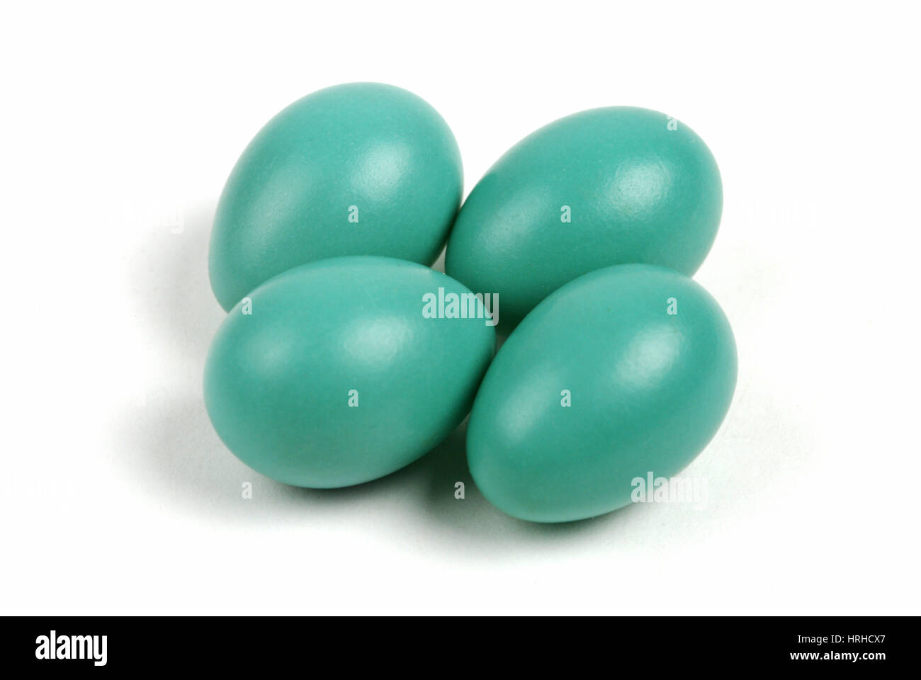 Amerikanischer Robin Eiern Stockfoto