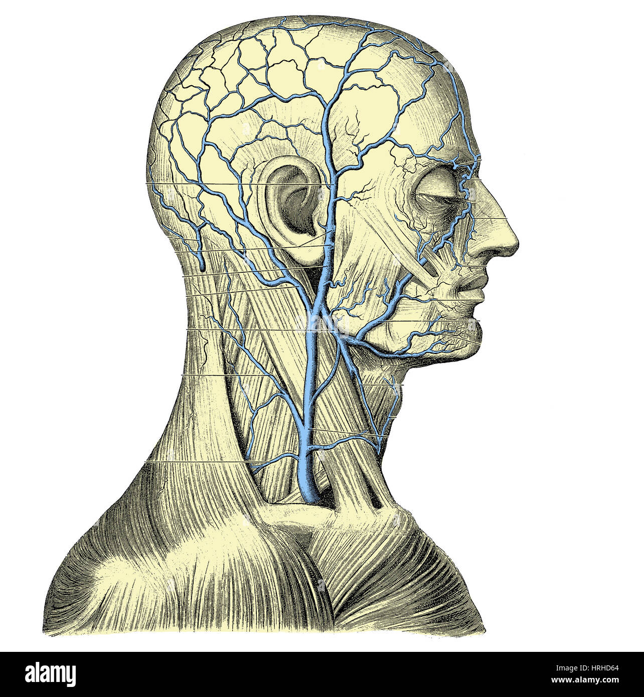 Venen des Kopfes und des Halses Stockfoto