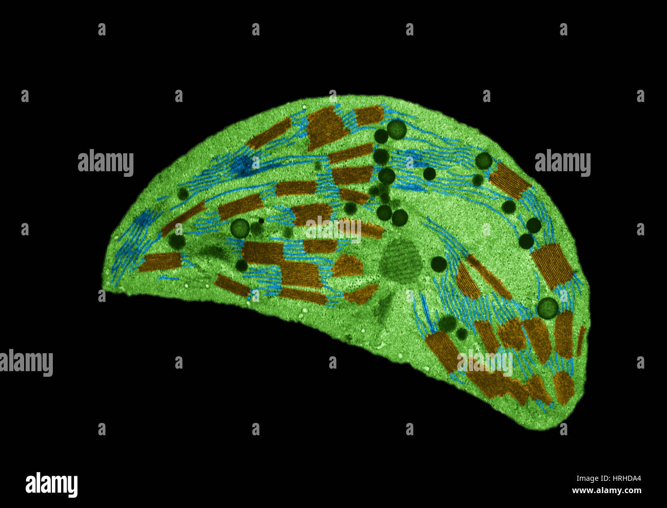 Chloroplasten TEM Stockfoto