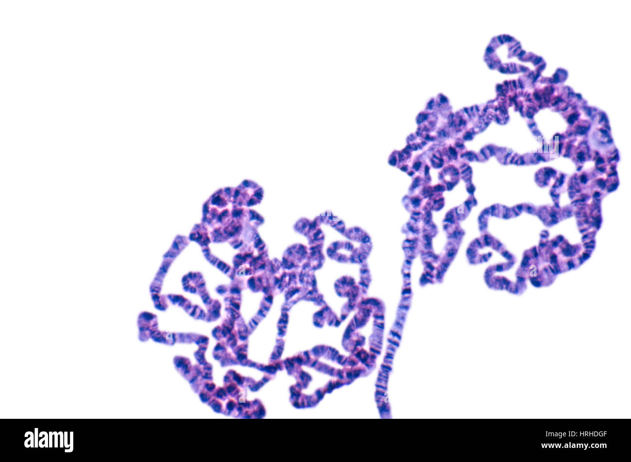 Fruchtfliege Speicheldrüse Chromosomen Stockfoto