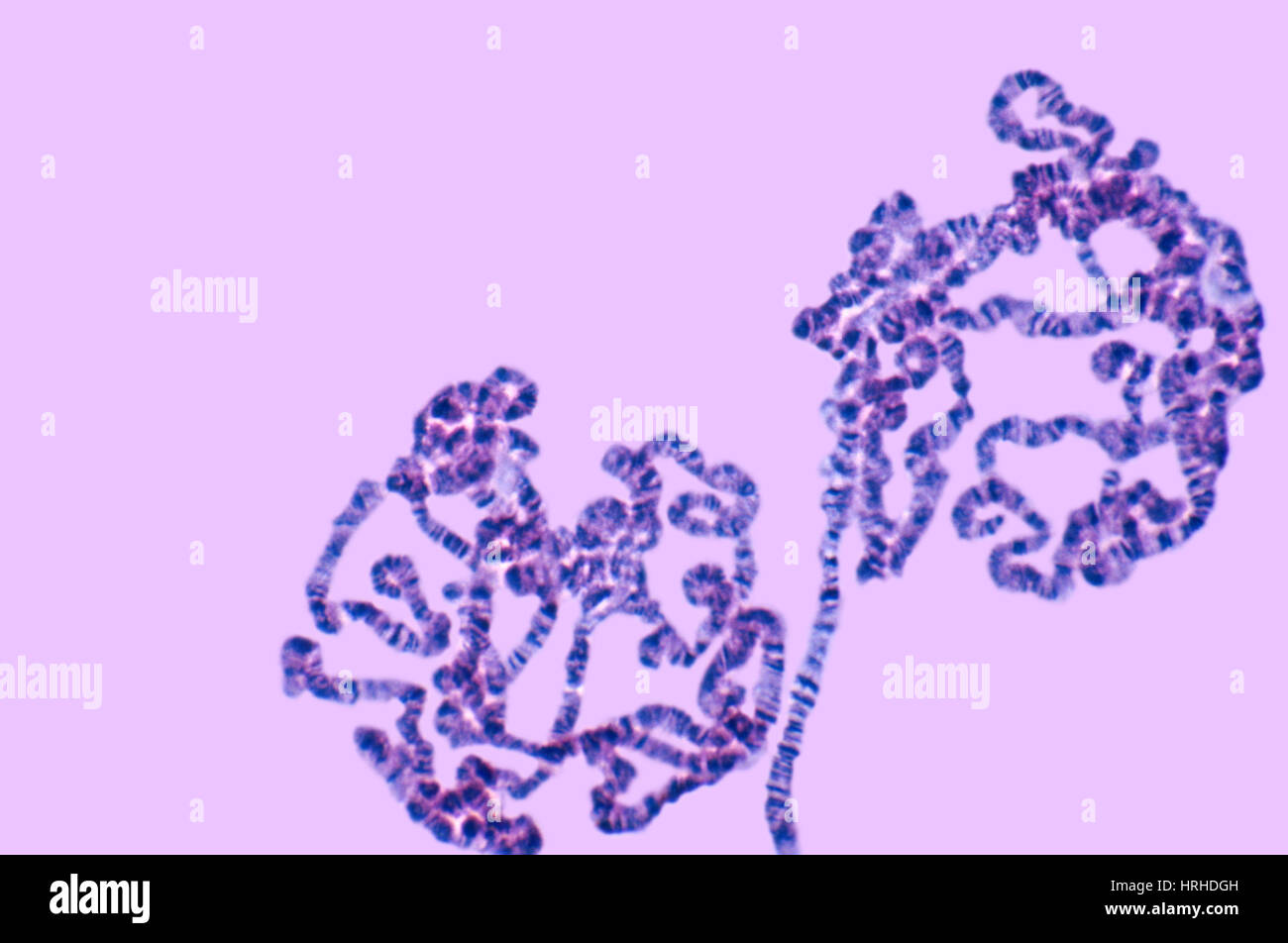 Fruchtfliege Speicheldrüse Chromosomen Stockfoto