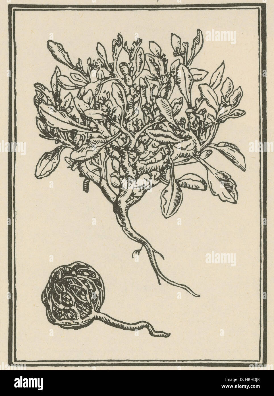 Anastatica Hierochuntica, Auferstehungspflanze Stockfoto
