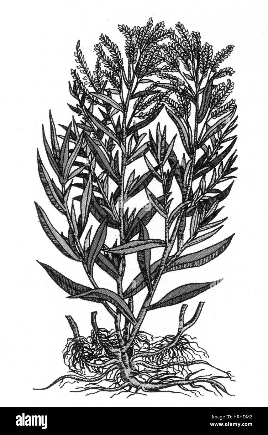 Estragon, mehrjährige Pflanze Stockfoto