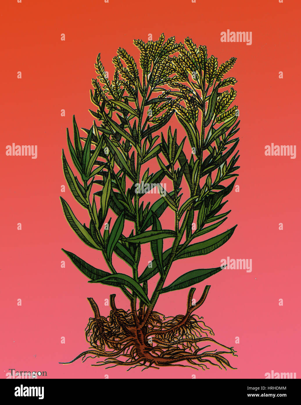Estragon, mehrjährige Pflanze Stockfoto
