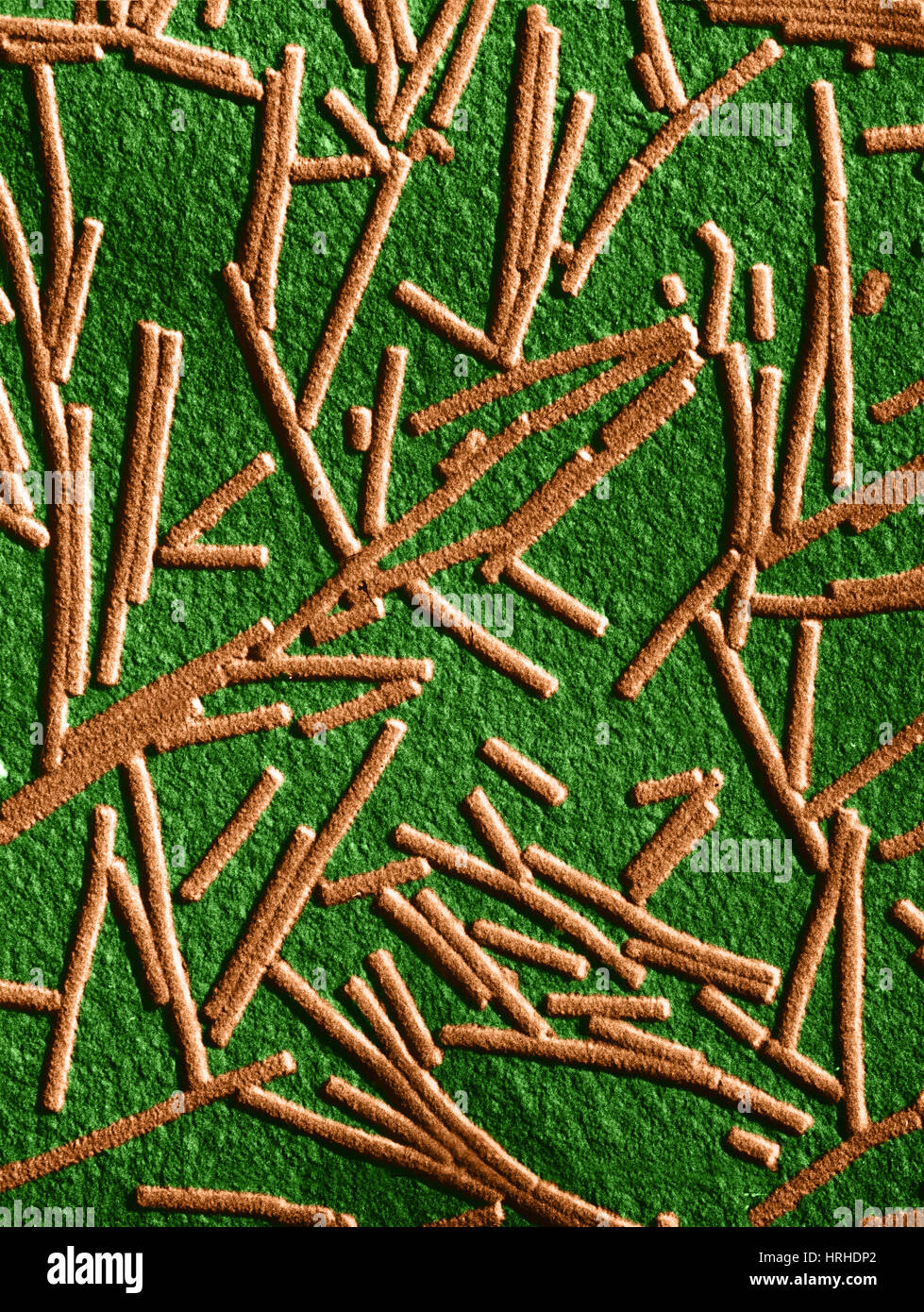 Tabak-Mosaik-Virus, TEM Stockfoto