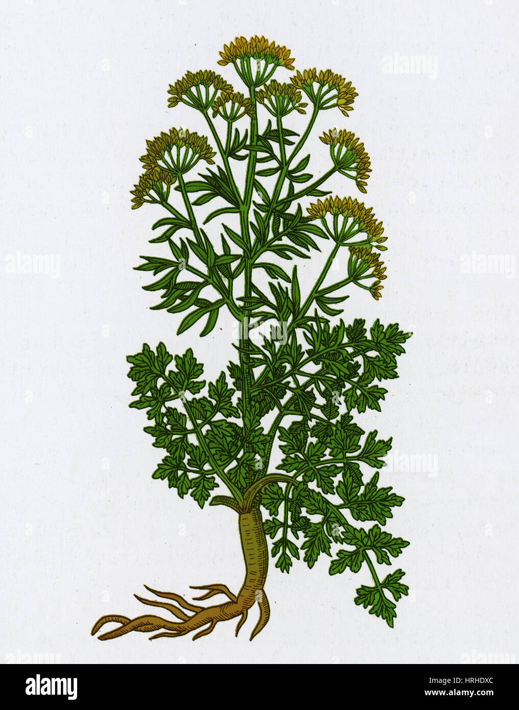 Petroselinum Crispum, Garten Petersilie Stockfoto