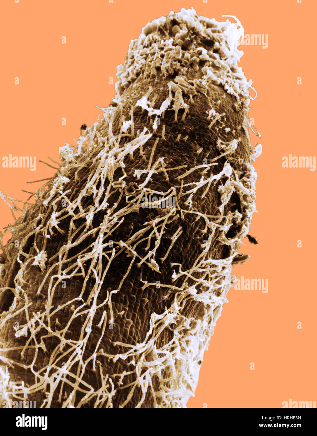 Bakterien auf Sorghum Wurzelspitze Stockfoto