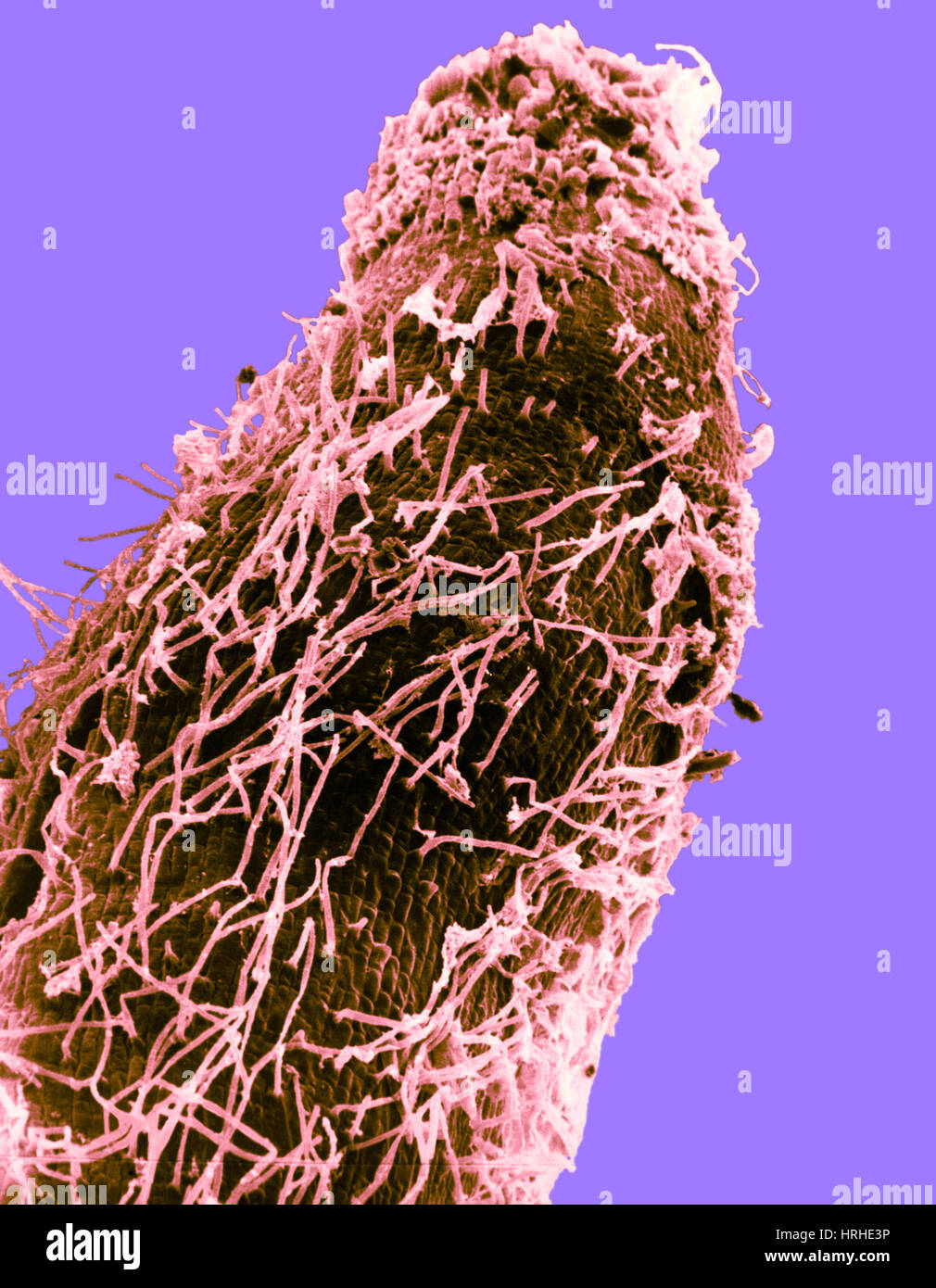 Bakterien auf Sorghum Wurzelspitze Stockfoto