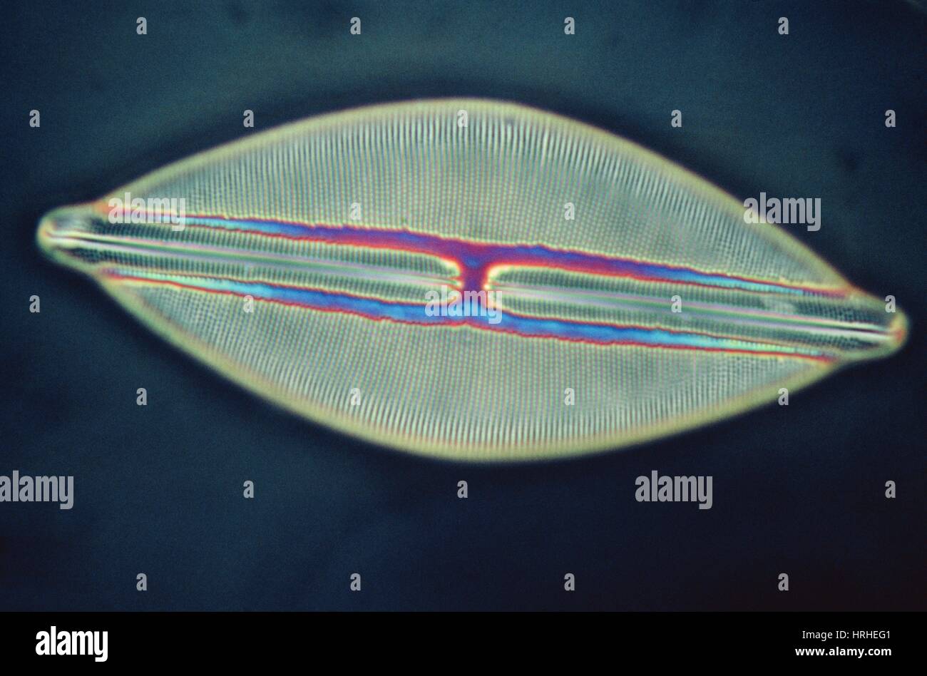 Diatomee Alge, Navicula lyra Stockfoto