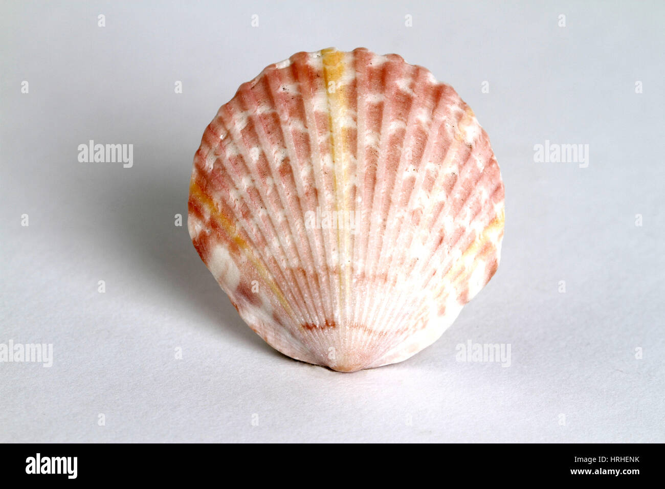 Herzmuschel-Shell Stockfoto