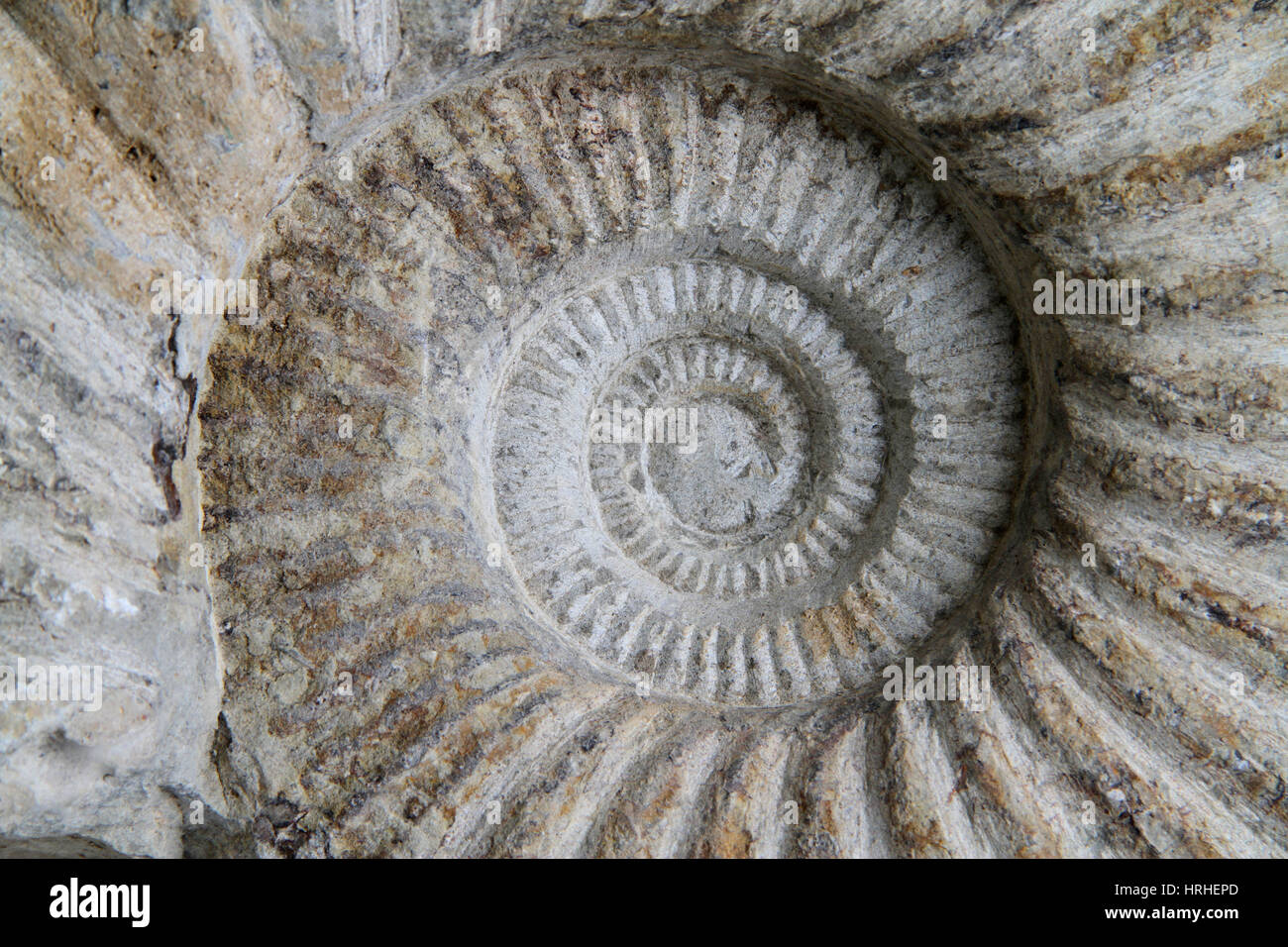 Ammonit Fossil Stockfoto