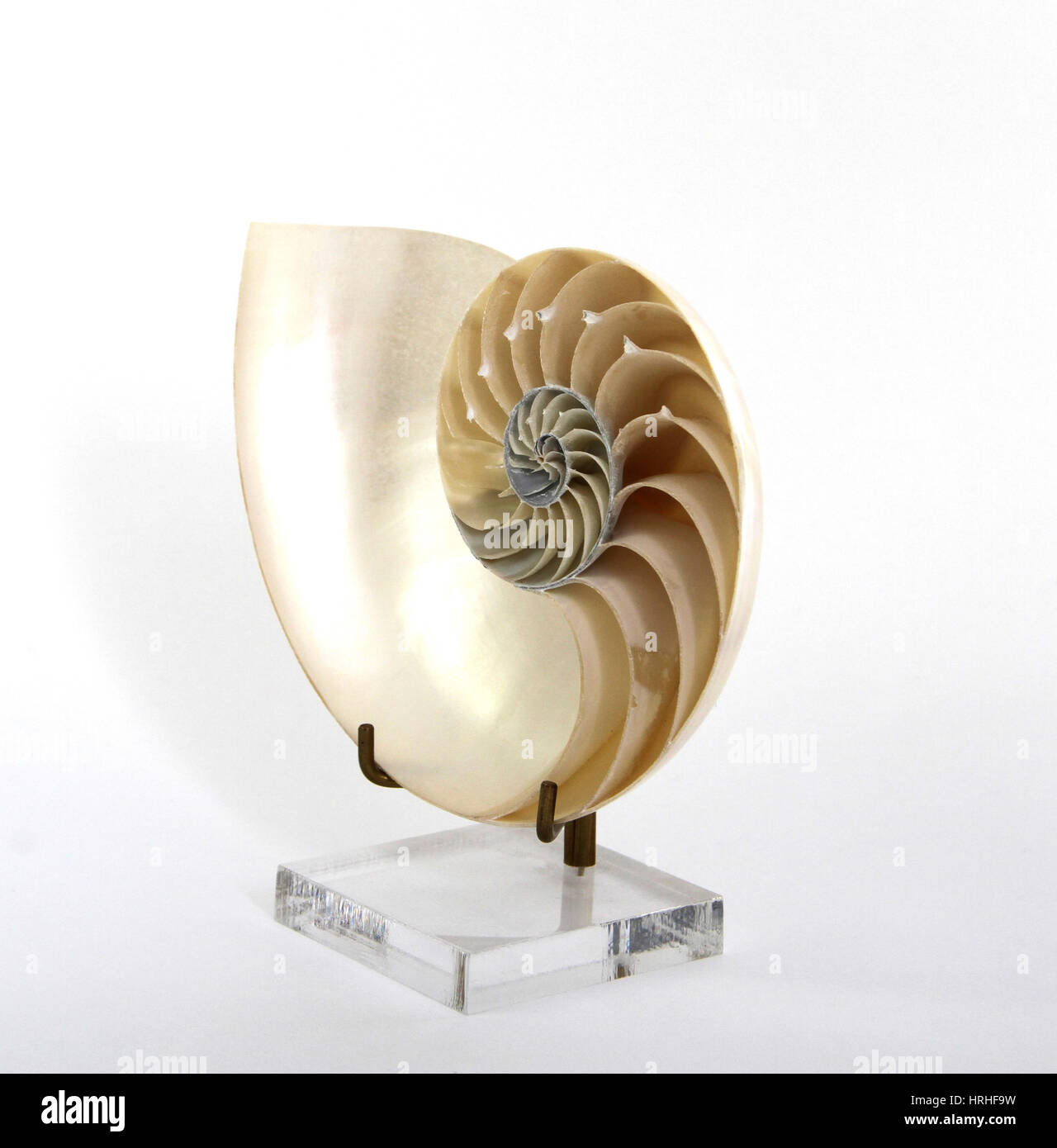 Nautilus Stockfoto