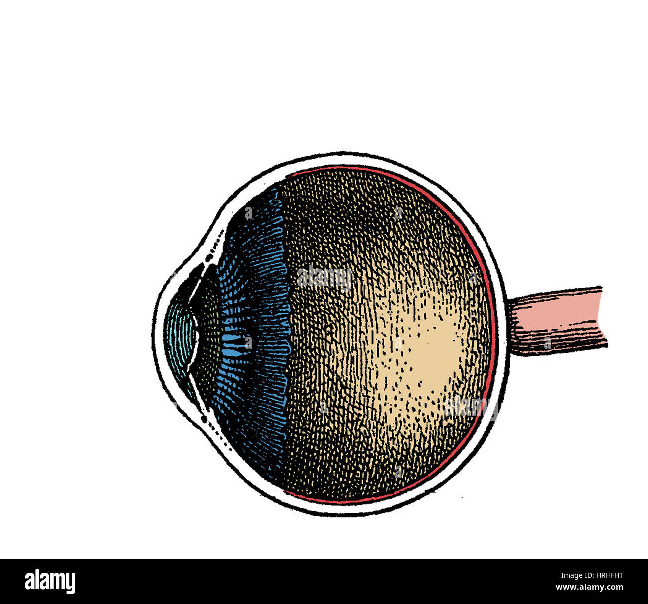 Auge-Anatomie Stockfoto