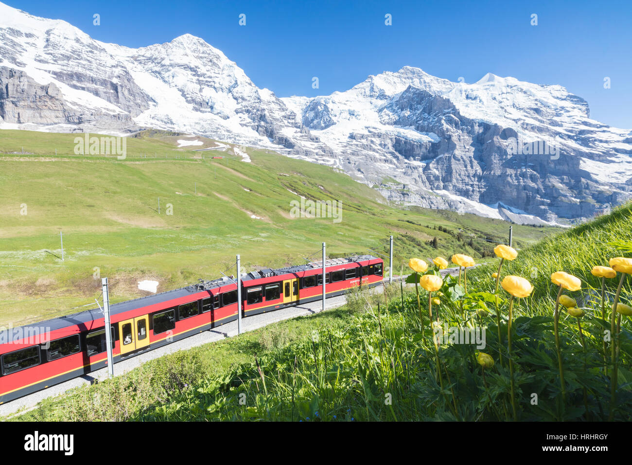 Die Wengernalpbahn Zahnradbahn umrahmt von Blumen und schneebedeckten Gipfeln, Wengen, Berner Oberland, Kanton Bern, Schweiz Stockfoto