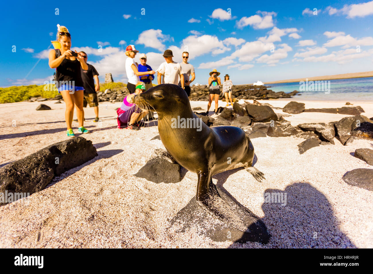 seel-wen-auf-floreana-insel-galapagos-inseln-ecuador-stockfotografie