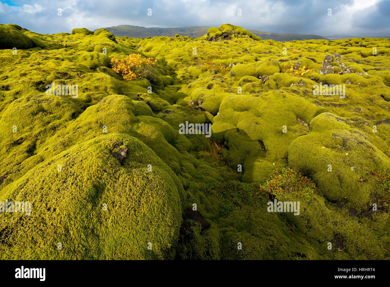 Landschaft von Lava bedeckt in Moos, Südisland, Polarregionen Stockfoto