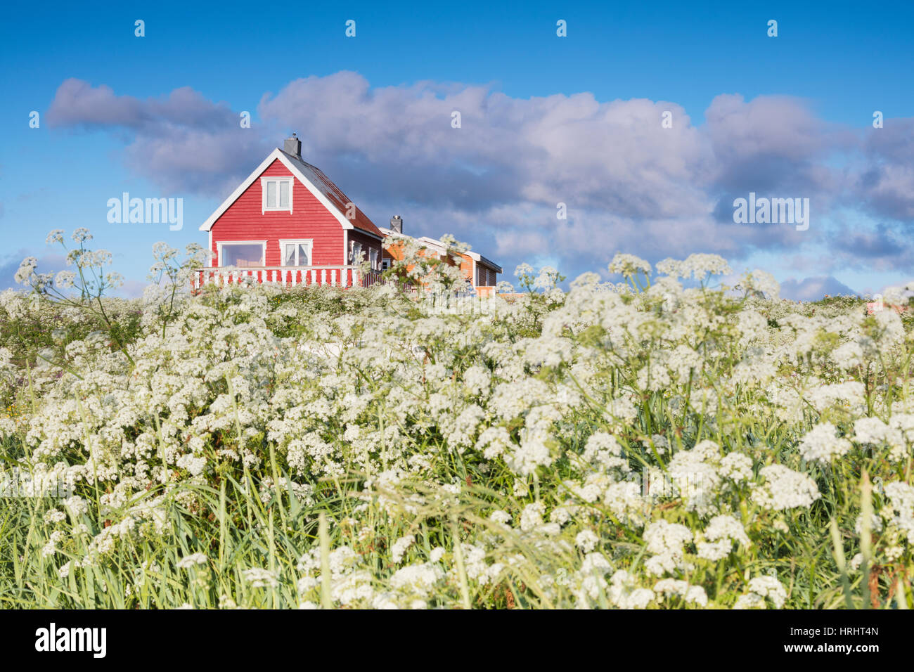 Blühenden Blumenwiesen umrahmen ein typisches Holzhaus von Fischer, Eggum, Unstad, Vestvagoy, Lofoten Inseln, Norwegen Stockfoto