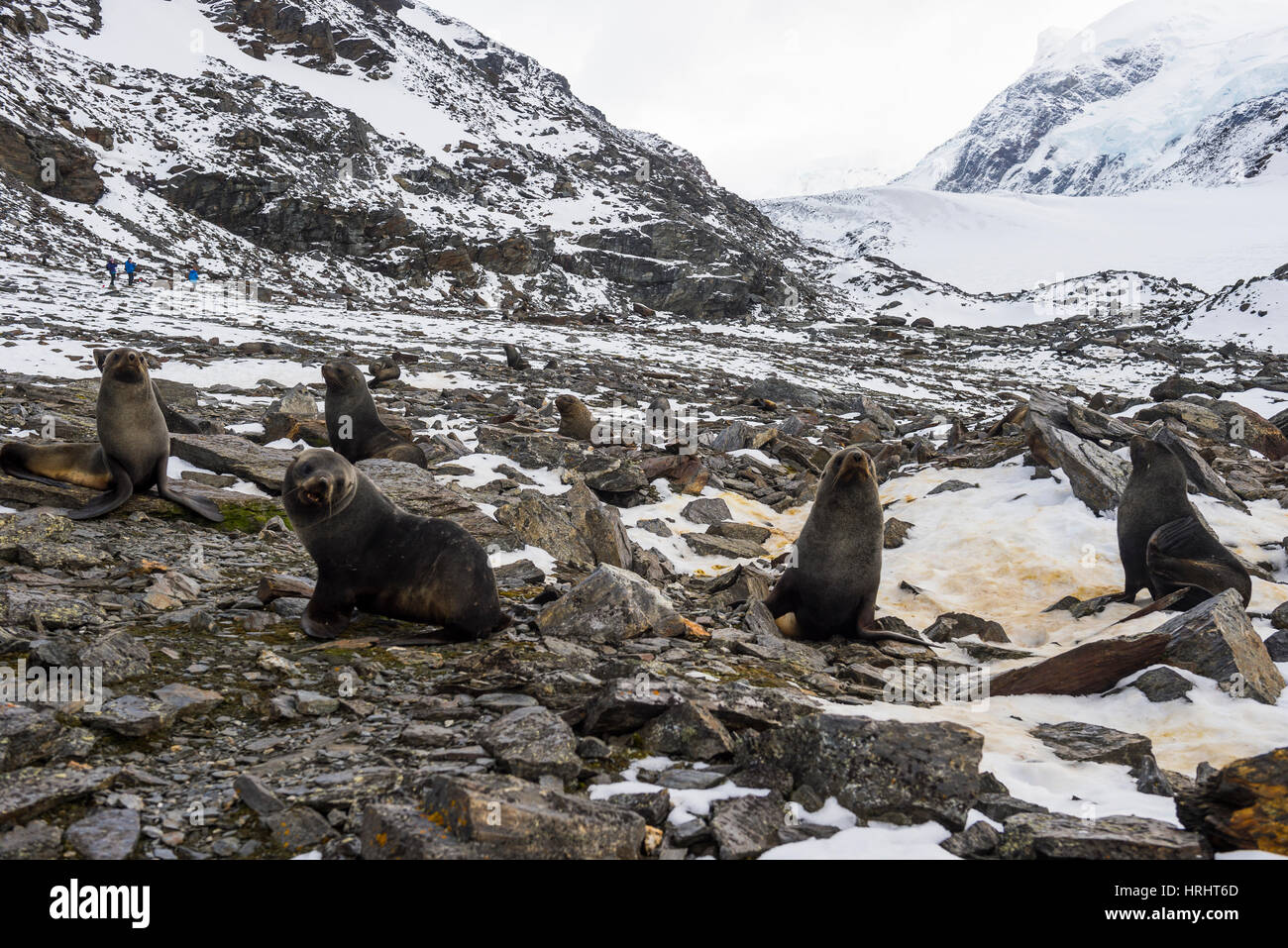 Antarktische Seebär (Arctocephalus Gazella) Kolonie, Coronation Island, Süd-Orkney-Inseln, Antarktis, Polarregionen Stockfoto