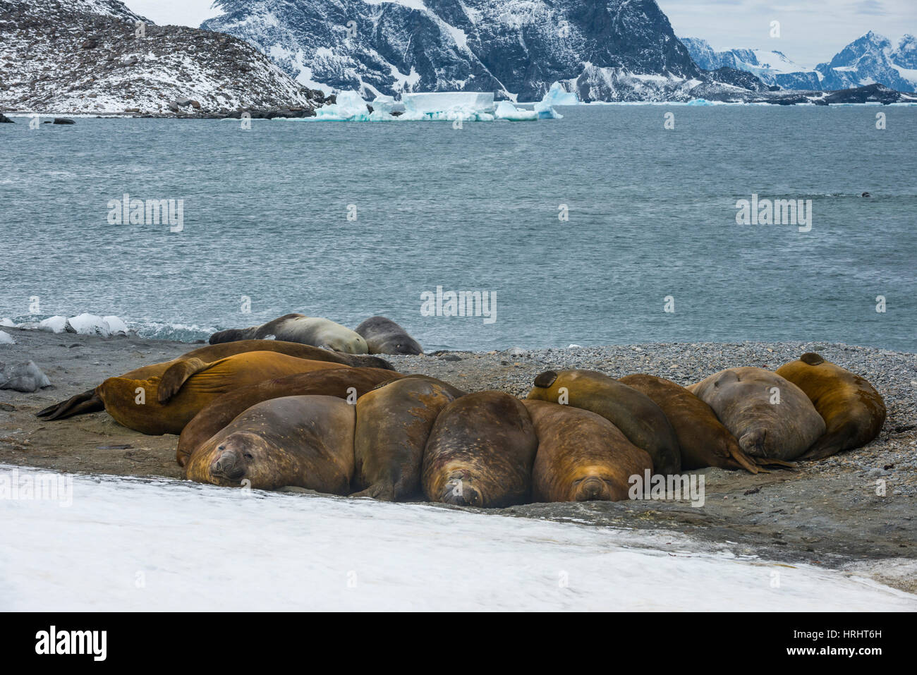 Kolonie der südlichen See-Elefanten (Mirounga Leonina), Krönung Island, Süd-Orkney-Inseln, Antarktis, Polarregionen Stockfoto